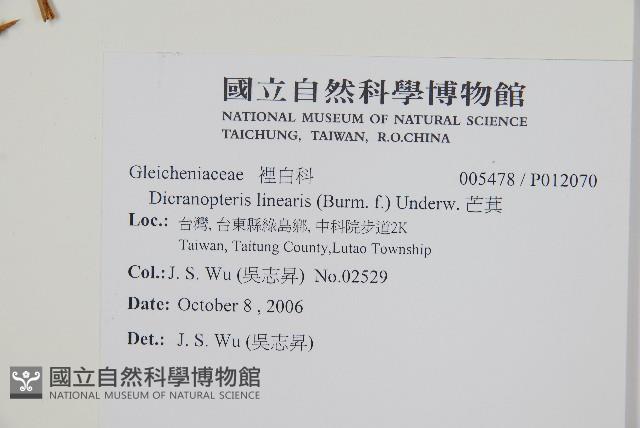 芒萁藏品圖，第2張