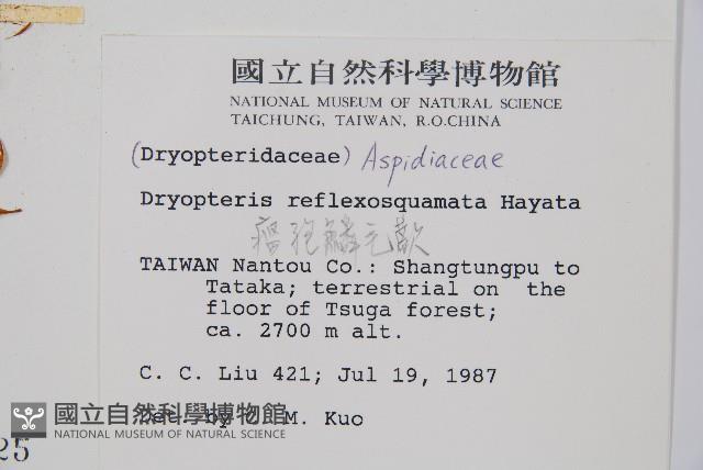 逆鱗鱗毛蕨藏品圖，第2張