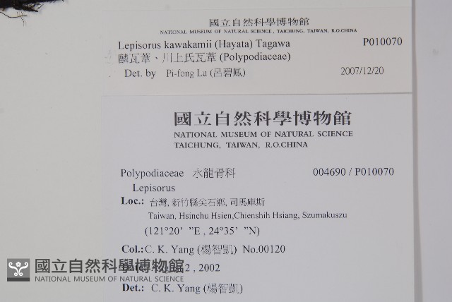 麟瓦葦、川上氏瓦葦藏品圖，第2張