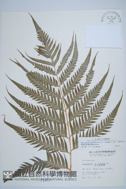 臺灣狗脊蕨藏品圖，第1張