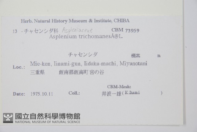 鐵角蕨藏品圖，第2張