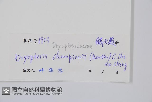 闊鱗鱗毛蕨藏品圖，第2張