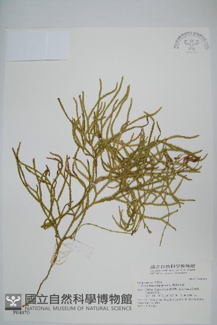 地刷子藏品圖，第1張