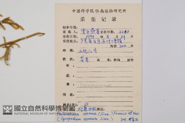 燈龍草藏品圖，第2張