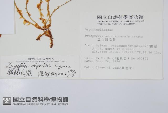 腺鱗毛蕨藏品圖，第2張