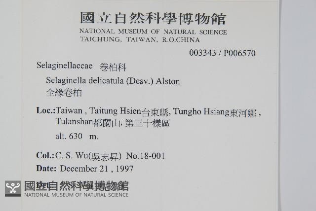 全緣卷柏藏品圖，第2張