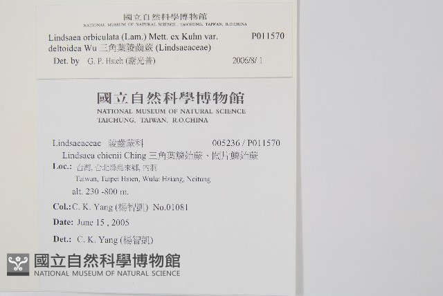 三角葉陵齒蕨藏品圖，第2張