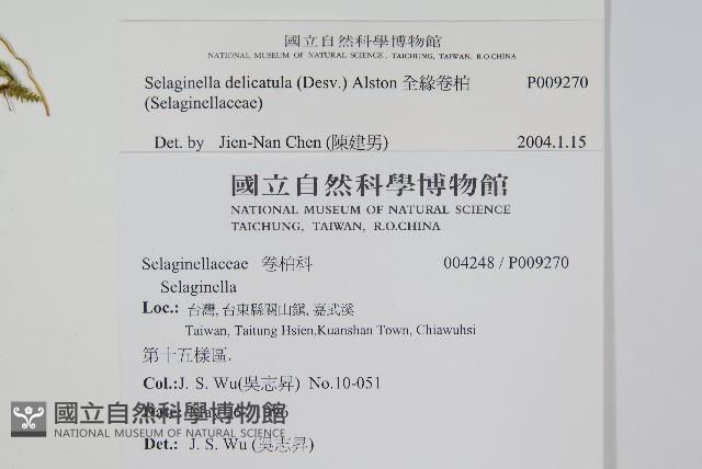 全緣卷柏藏品圖，第2張