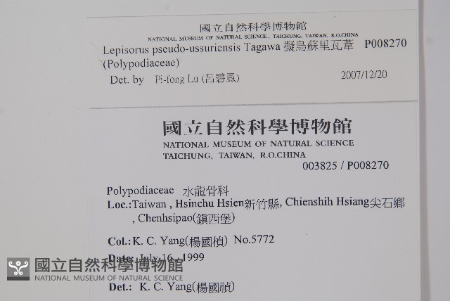 擬烏蘇里瓦葦藏品圖，第2張