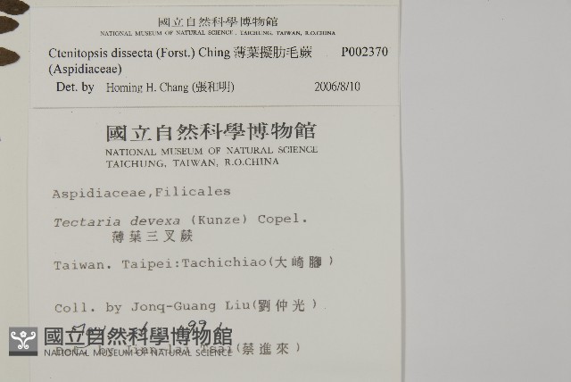 薄葉擬肋毛蕨藏品圖，第2張