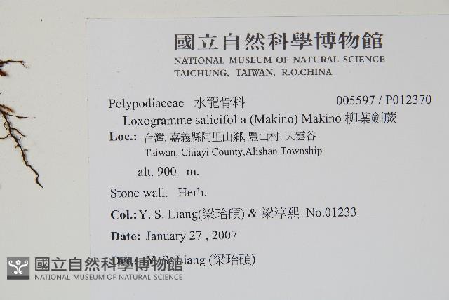 柳葉劍蕨藏品圖，第2張