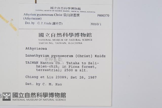 深山蹄蓋蕨藏品圖，第2張