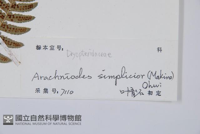 中華複葉耳蕨藏品圖，第2張