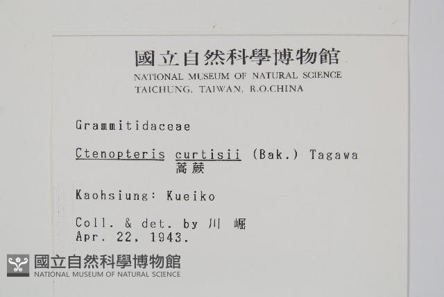 蒿蕨藏品圖，第2張