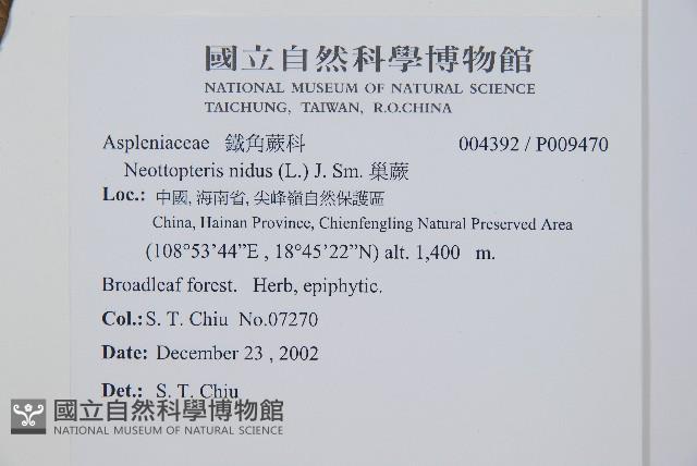 巢蕨藏品圖，第2張