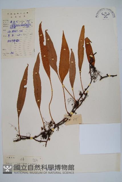 石葦藏品圖，第1張