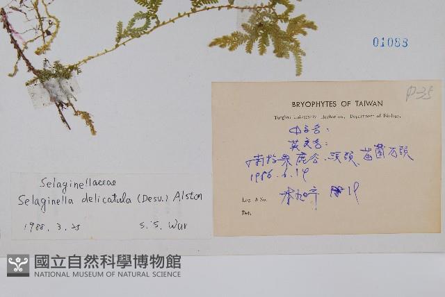 全緣卷柏藏品圖，第2張