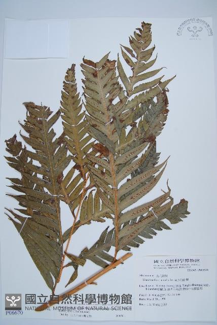 臺灣狗脊蕨藏品圖，第1張