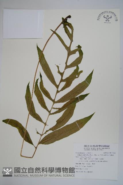 大線蕨藏品圖，第1張