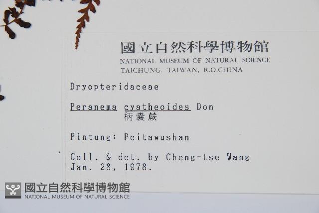 柄囊蕨藏品圖，第2張