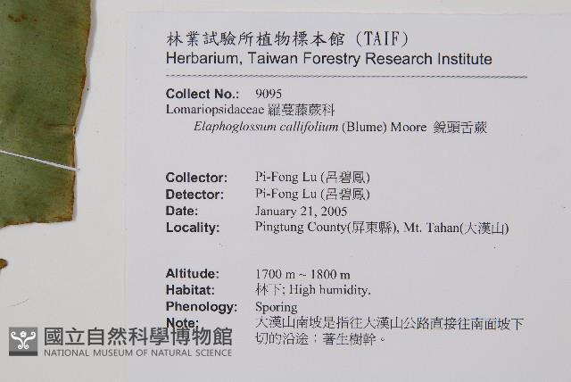 銳頭舌蕨藏品圖，第2張