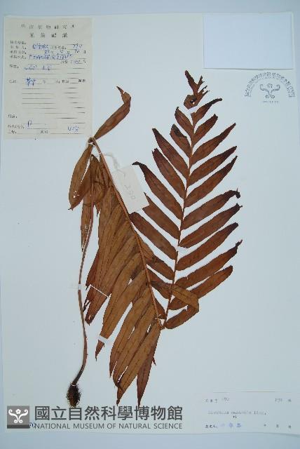 烏毛蕨藏品圖，第1張
