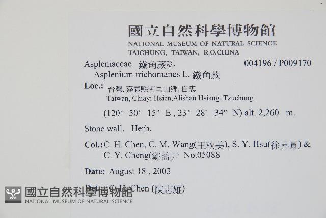 鐵角蕨藏品圖，第2張