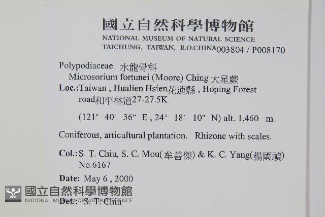 大星蕨藏品圖，第2張