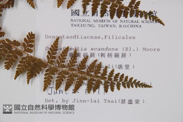 刺柄碗蕨藏品圖，第2張