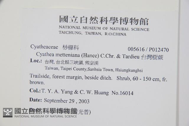 台灣樹蕨藏品圖，第2張