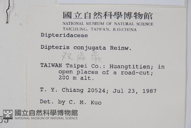 雙扇蕨藏品圖，第5張