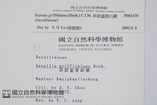 杯狀蓋陰石蕨藏品圖，第2張