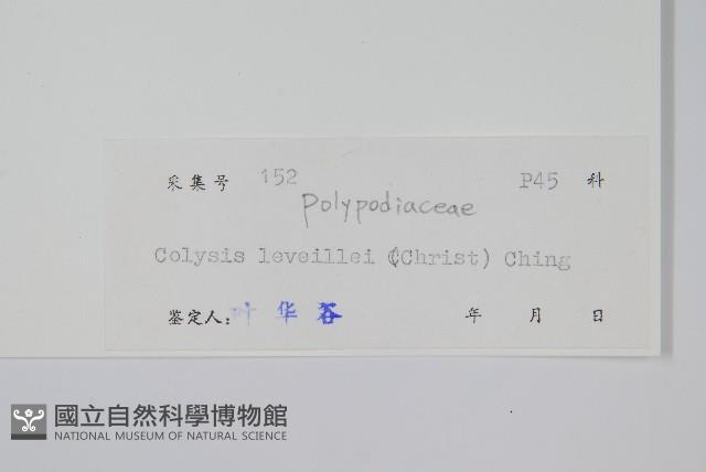 綠葉線蕨藏品圖，第2張