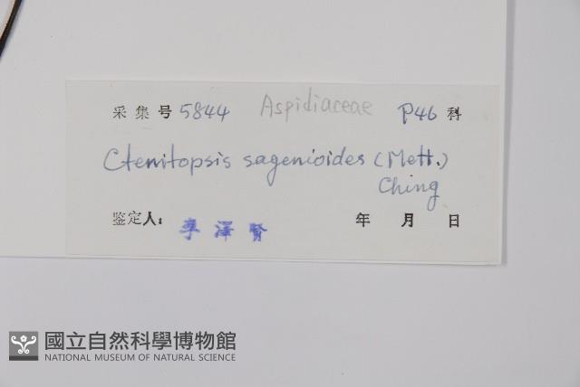 軸脈蕨藏品圖，第2張