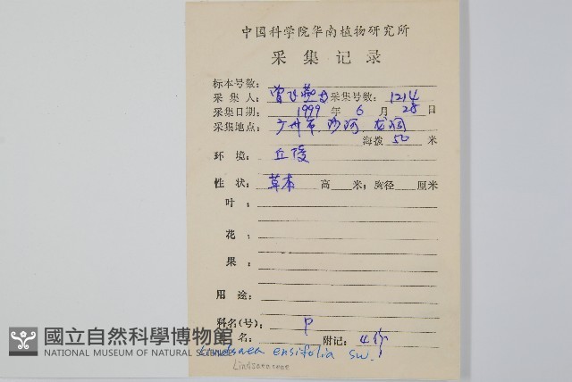 箭葉鱗始蕨藏品圖，第2張