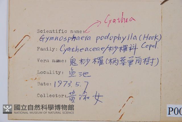 黑桫蕨藏品圖，第2張