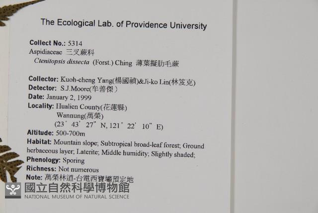 薄葉擬肋毛蕨藏品圖，第2張