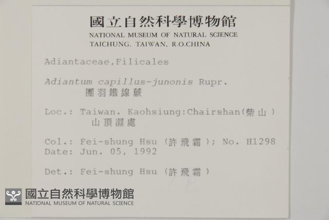 團羽鐵線蕨、團葉鐵線蕨、對葉鐵線蕨藏品圖，第2張