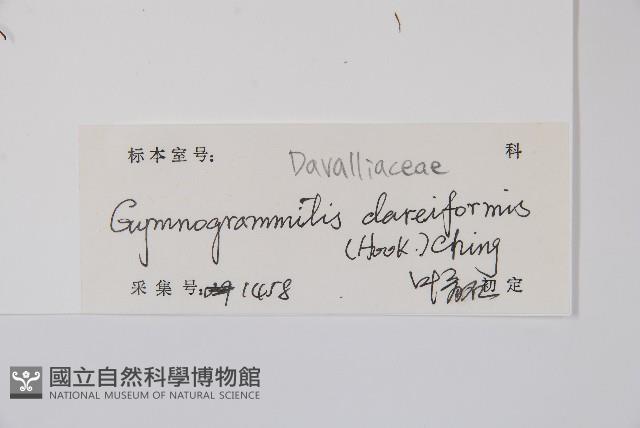 雨蕨藏品圖，第2張