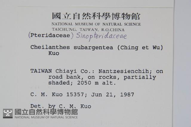 擬長柄粉背蕨藏品圖，第2張