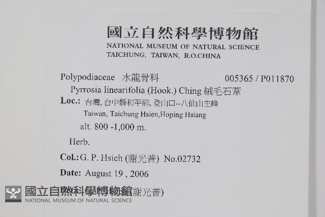 絨毛石葦藏品圖，第2張