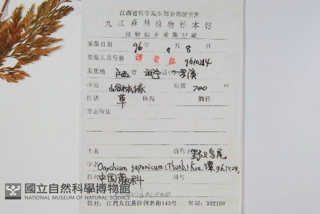 日本金粉蕨藏品圖，第2張