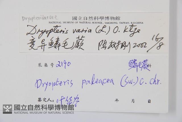 南海鱗毛蕨藏品圖，第2張