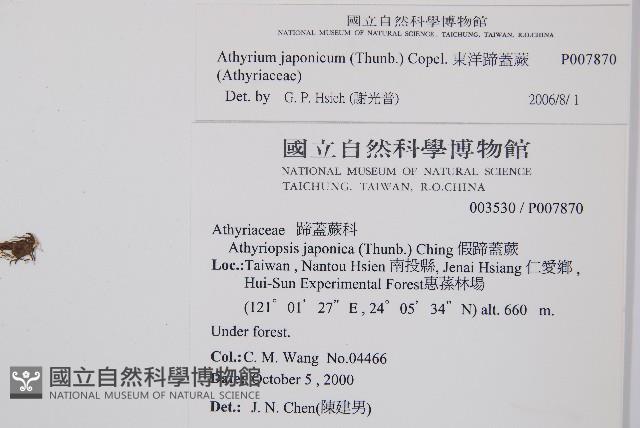 東洋蹄蓋蕨藏品圖，第2張