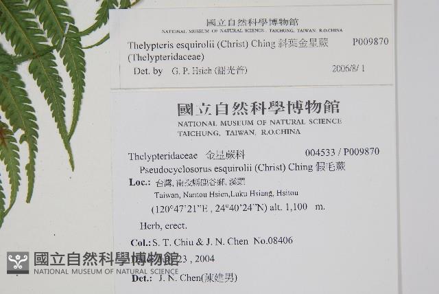 斜葉金星蕨藏品圖，第2張