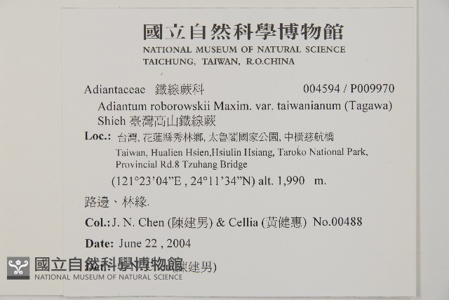臺灣高山鐵線蕨藏品圖，第2張