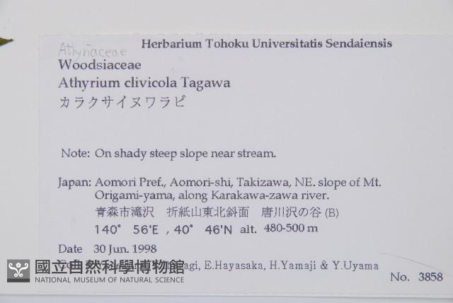 坡生蹄蓋蕨藏品圖，第2張