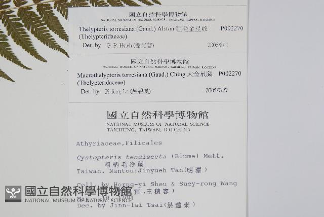 粗毛金星蕨藏品圖，第2張