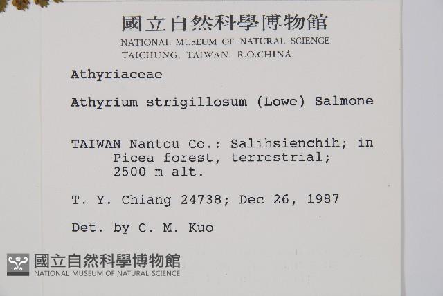 生芽蹄蓋蕨藏品圖，第2張