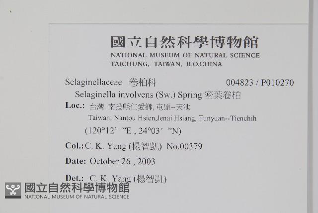 密葉卷柏藏品圖，第2張